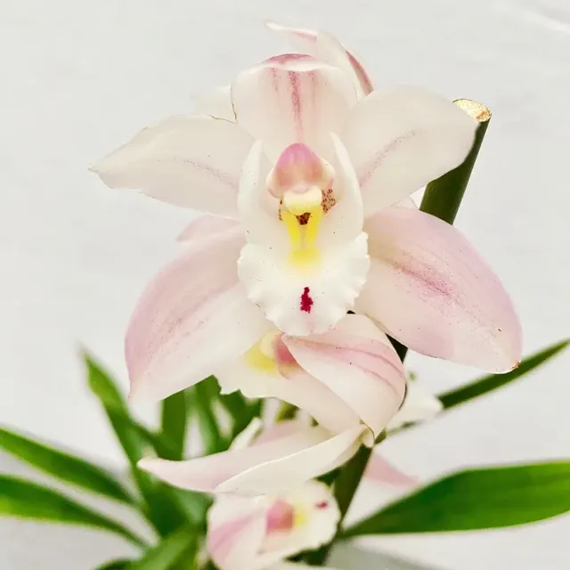 Cymbidium Pink Bell