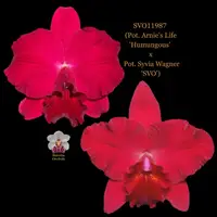 Cattleya Orchid Hybrid SVO11987 (Pot. Arnie's Life 'Humungous' x Pot. Sylvia Wagner 'SVO')