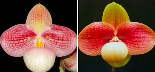 Paphiopedilum unregistered grex