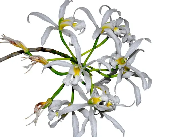 Laelia superbiens f alba