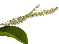 Pleurothallis alveolata
