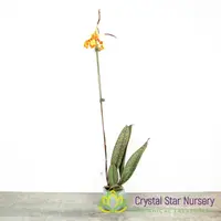 Psychopsis Mendenhall 'Hildos' FCC/AOS — 2" Pot / Without Spike