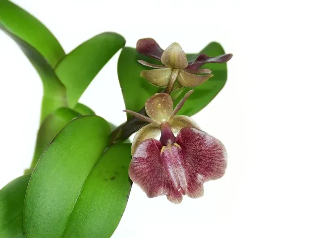 Epidendrum MD's Cuzco Sunrise (Epidendrum)