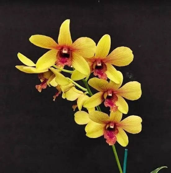 Dendrobium Thongchai Gold X Dendrobium Candy Stripe