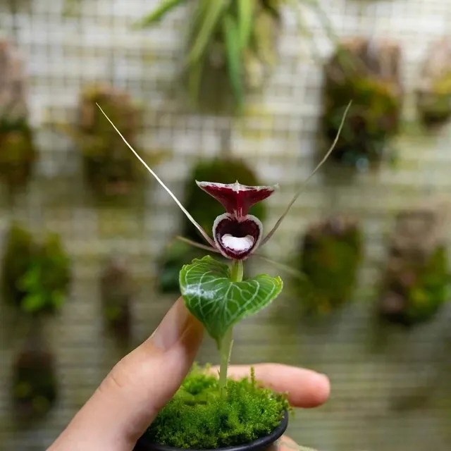 Corybas pictus (Corybas)