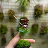 Corybas pictus