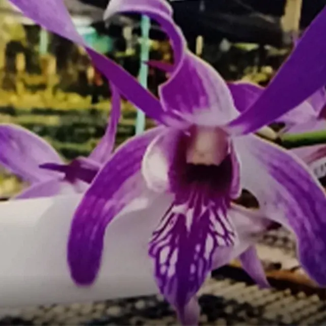Dendrobium Caesar Dark Purple (Dendrobium)