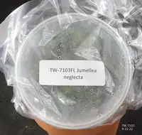 FLASK Jumellea neglecta
