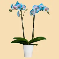 Phalaenopsis Orchids Infused with Pink Moonstone Color in a 5" Deco Pot - 10 Plants per box - Free Shipping