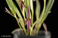 Pleurothallis allenii