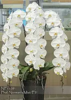 Phal. Norman's Mist (Phal. Norman's Mist ' Montclair' SM/16WOC x Phal. Norman's Mist ' FANGtastic')
