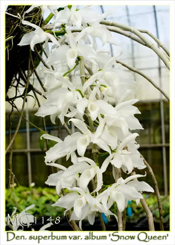 Dendrobium superbum var album 'Snow Queen; Note: Sweet Fragrance' (Dendrobium)