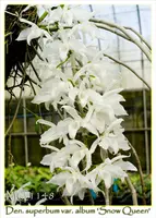 Den. superbum var. album 'Snow Queen; Note: Sweet Fragrance '