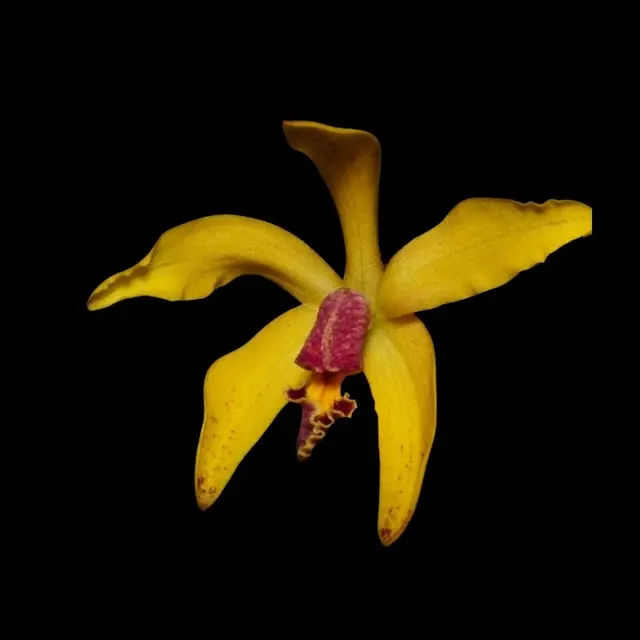 Cattleya schilleriana x