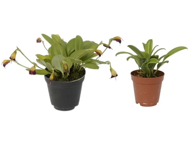 Masdevallia brachyura (Masdevallia)