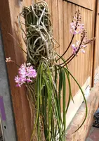 Seidenfadenia mitrata