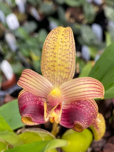Bulbophyllum sumatrana x sib