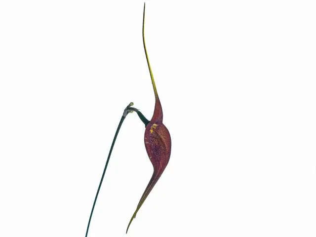 Masdevallia goliath (Masdevallia)