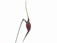 Masdevallia goliath