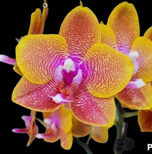 Phalaenopsis Sogo Lawrence