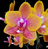 Phalaenopsis Sogo Lawrence (Bud/flower)
