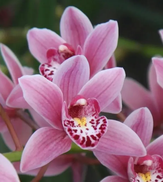 Cymbidium Miss Saigon 'Sedona'