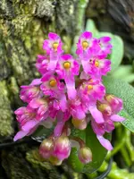 Schoenorchis fragrans