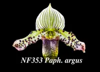 Paph. argus 'Note: Rare' ("Bengle Cat" x "Twinkle")