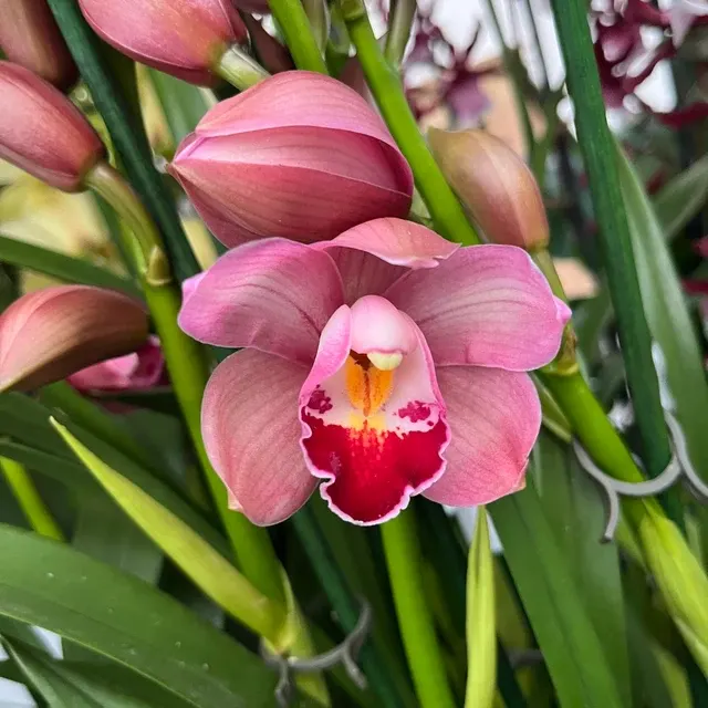 Cymbidium Khanebono