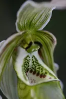 Phragmipedium pearcei ‘Eagle’