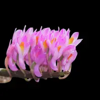 Dendrobium secundum