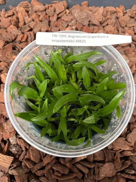 Angraecum VEITCHII (Angraecum)