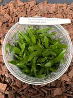 FLASK Angraecum Veitchii (superbum x sesquipedale)
