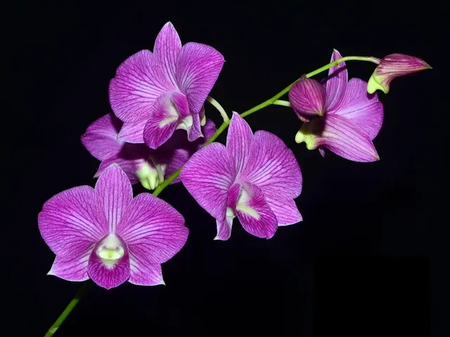 Dendrobium Doreen White X Thanet Stripe