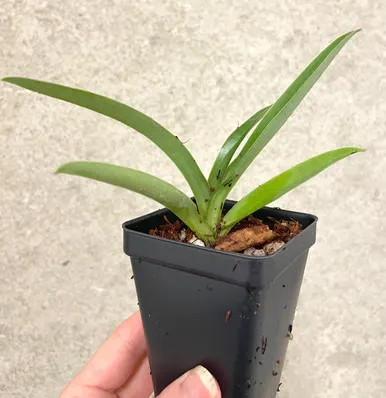 Paphiopedilum Memnon | SapphireChild Orchids (Paphiopedilum)