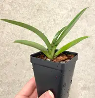 Paphiopedilum Memnon (charlesworthii x spicerianum) | SapphireChild Orchids