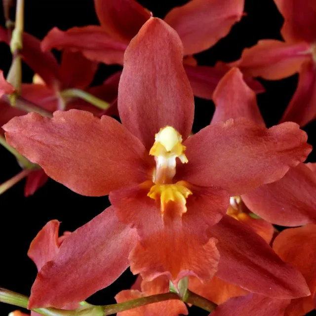 Wilsonara Spacemine 'Red Rendezvous'