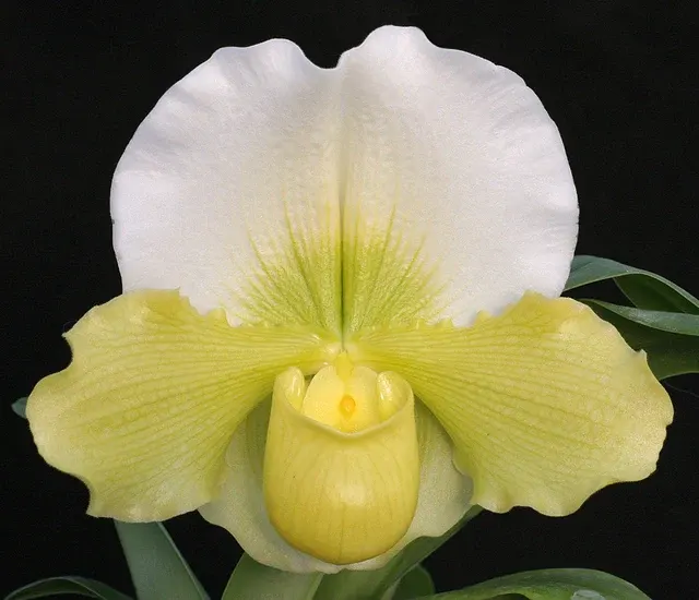 Paphiopedilum Titan’s Gold (Paphiopedilum)