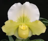 Paphiopedilum Titan’s Gold