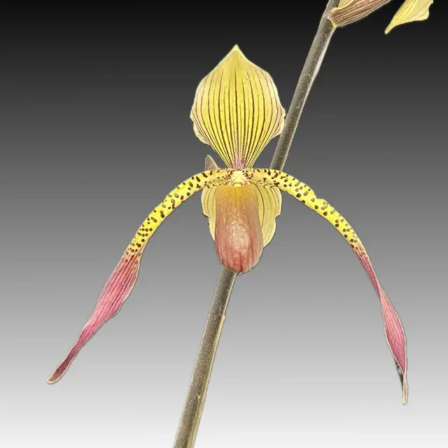 Paphiopedilum HOUGHTONIAE (Paphiopedilum)