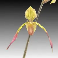 Paph. Houghtoniae (rothschildianum 'Graceland' x haynaldianum)