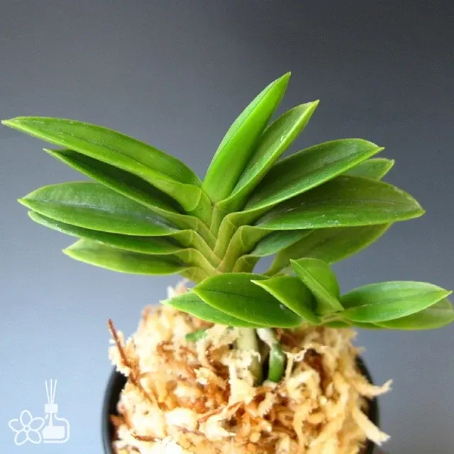Neofinetia falcata 'Ryokuho'