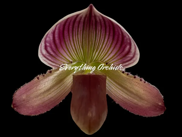 Paphiopedilum Hilo Jewel × Hsinying Citron x (Hsinging Citron x Pat Rowland)