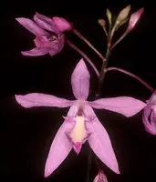 Pseudolaelia vellozicola