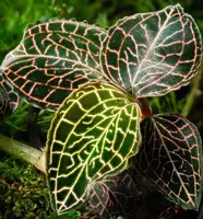 Jewel Orchid (Anoectochilus roxburghii)