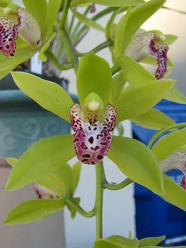 Cymbidium Cliff Hutchings 'New Horizon' (Cymbidium)