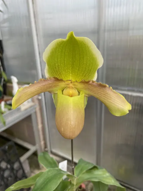 Paphiopedilum Barbie Parade (Paphiopedilum)