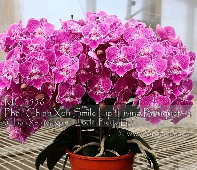 Phalaenopsis Chian Xen Smile Lip 'Living Bouquet' (Phalaenopsis)