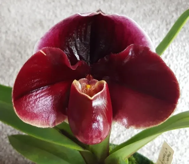 Paphiopedilum Fiordland Sunset x Flash Point (Paphiopedilum)