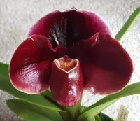 Paphiopedilum Fiordland Sunset 'Powerhouse' x Flash Point 'Rotunda'